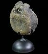 Achelousaurus Vertebrae On Metal Stand - Montana #73391-1